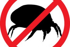 Nhận biết và cách tiêu diệt rệp giường