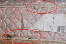 Con rệp thích ký sinh trên đệm màu gì?